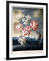 Thornton: Carnations-Caldwall-Framed Giclee Print