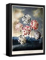 Thornton: Carnations-Caldwall-Framed Stretched Canvas