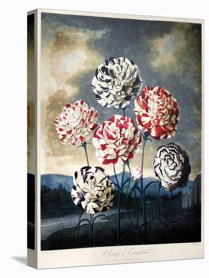 Thornton: Carnations-Caldwall-Stretched Canvas