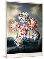 Thornton: Carnations-Caldwall-Stretched Canvas