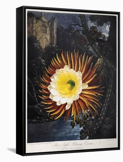 Thornton: Cereus-Robert Dunkarton-Framed Stretched Canvas