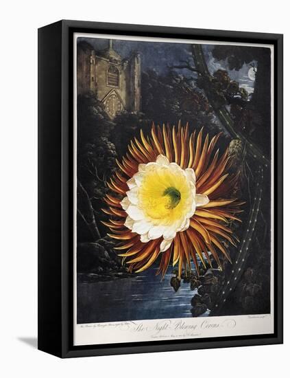 Thornton: Cereus-Robert Dunkarton-Framed Stretched Canvas