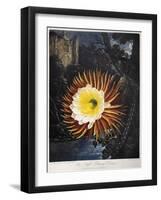 Thornton: Cereus-Robert Dunkarton-Framed Giclee Print