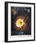 Thornton: Cereus-Robert Dunkarton-Framed Giclee Print