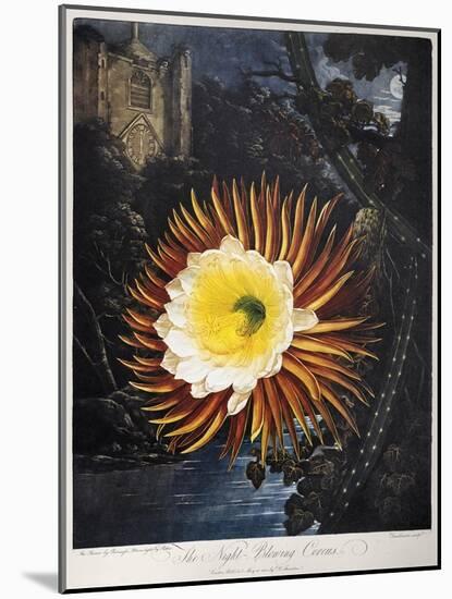 Thornton: Cereus-Robert Dunkarton-Mounted Giclee Print