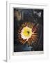 Thornton: Cereus-Robert Dunkarton-Framed Giclee Print