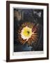 Thornton: Cereus-Robert Dunkarton-Framed Giclee Print