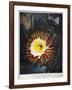 Thornton: Cereus-Robert Dunkarton-Framed Giclee Print