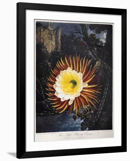 Thornton: Cereus-Robert Dunkarton-Framed Giclee Print