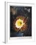 Thornton: Cereus-Robert Dunkarton-Framed Giclee Print