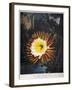 Thornton: Cereus-Robert Dunkarton-Framed Giclee Print