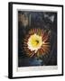 Thornton: Cereus-Robert Dunkarton-Framed Giclee Print