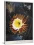 Thornton: Cereus-Robert Dunkarton-Stretched Canvas