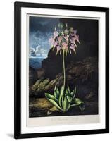 Thornton: Cowslip-Warner-Framed Giclee Print