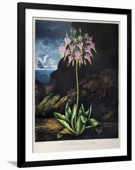 Thornton: Cowslip-Warner-Framed Giclee Print