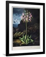 Thornton: Cowslip-Warner-Framed Giclee Print