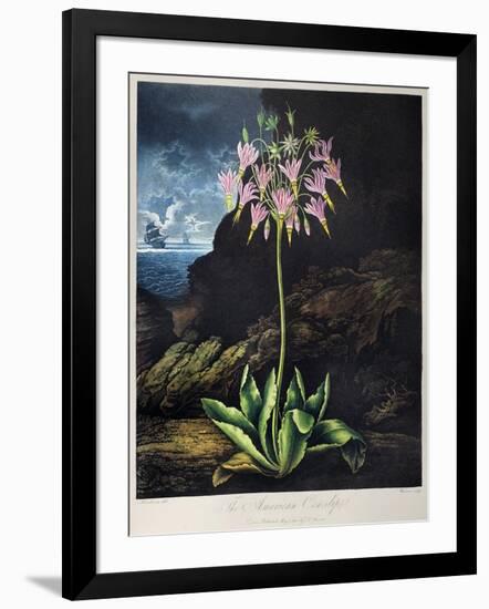 Thornton: Cowslip-Warner-Framed Giclee Print