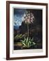 Thornton: Cowslip-Warner-Framed Giclee Print