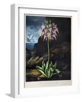 Thornton: Cowslip-Warner-Framed Giclee Print