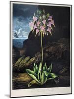 Thornton: Cowslip-Warner-Mounted Giclee Print