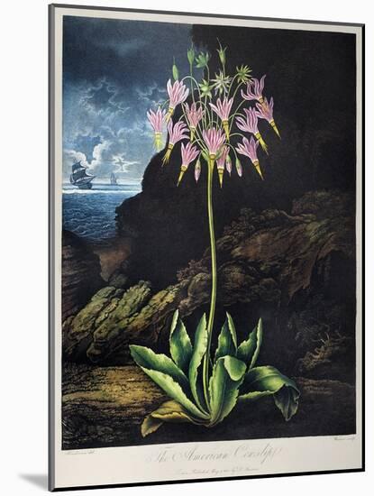 Thornton: Cowslip-Warner-Mounted Giclee Print