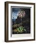 Thornton: Cowslip-Warner-Framed Giclee Print