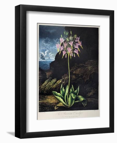 Thornton: Cowslip-Warner-Framed Giclee Print