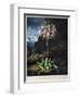 Thornton: Cowslip-Warner-Framed Giclee Print