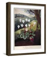 Thornton: Cyclamen-William Elmes-Framed Giclee Print