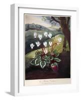 Thornton: Cyclamen-William Elmes-Framed Giclee Print