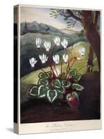 Thornton: Cyclamen-William Elmes-Stretched Canvas