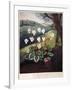 Thornton: Cyclamen-William Elmes-Framed Giclee Print