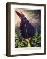 Thornton: Dragon Arum-William Ward-Framed Giclee Print