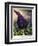 Thornton: Dragon Arum-William Ward-Framed Giclee Print