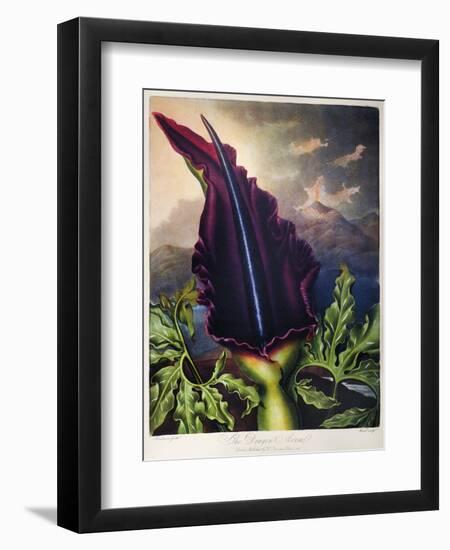 Thornton: Dragon Arum-William Ward-Framed Giclee Print