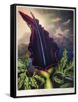 Thornton: Dragon Arum-William Ward-Framed Stretched Canvas