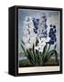 Thornton: Hyacinths-Warner-Framed Stretched Canvas