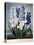 Thornton: Hyacinths-Warner-Stretched Canvas