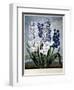 Thornton: Hyacinths-Warner-Framed Giclee Print