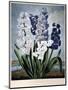 Thornton: Hyacinths-Warner-Mounted Giclee Print