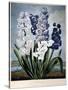 Thornton: Hyacinths-Warner-Stretched Canvas