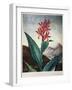 Thornton: Indian Reed-Caldwall-Framed Giclee Print