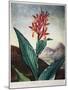 Thornton: Indian Reed-Caldwall-Mounted Giclee Print