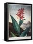 Thornton: Indian Reed-Caldwall-Framed Stretched Canvas