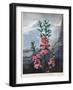 Thornton: Kalmia-Caldwall-Framed Giclee Print