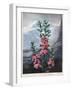 Thornton: Kalmia-Caldwall-Framed Giclee Print