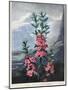 Thornton: Kalmia-Caldwall-Mounted Giclee Print