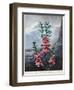 Thornton: Kalmia-Caldwall-Framed Giclee Print