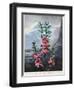 Thornton: Kalmia-Caldwall-Framed Giclee Print