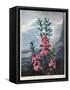 Thornton: Kalmia-Caldwall-Framed Stretched Canvas